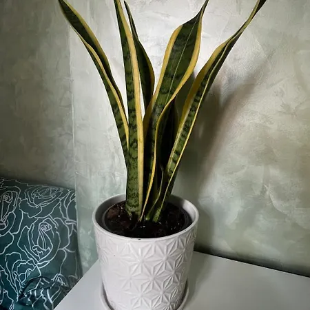 Casa Luciano Apartment Rome